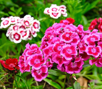 100 Pcs