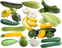 Zucchini & Squash Mix Seeds for Planting – Heirloom & Non-GMO Mixed Summer Vegetable Garden Seeds