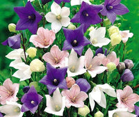 PLATYCODON Balloon Platycodon grandiflorus Mixed Flower Seeds for Planting in Flower Bed