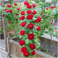 Bonsai Polyantha Rose Seeds for Miniature, Elegant Rose Displays