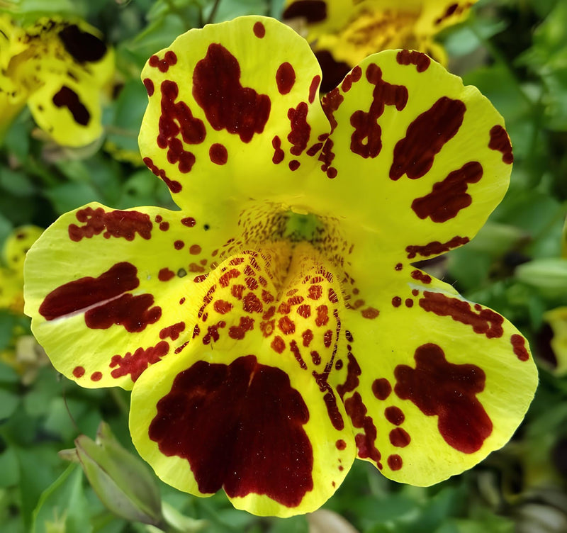 Mixed Mimulus seeds for Planting - Garden Favorite, Heirloom & GMO Free Seeds for Home Garden
