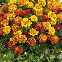 Marigold Mix Flower Seeds – Colorful Mixed Blooms for Garden Planting