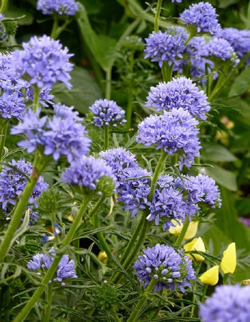 Globe Gilla seeds for stunning globe flowers