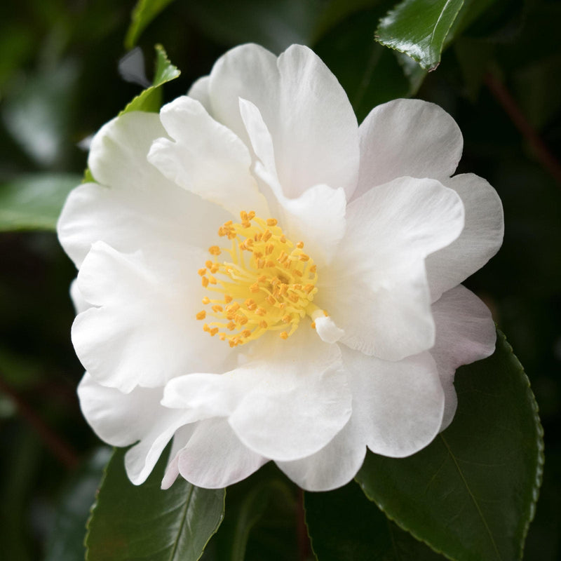 Yellow White Camellia Flower seeds for Planting - Perfect for Borders, Heirloom & GMO Free Seeds for Home Garden
