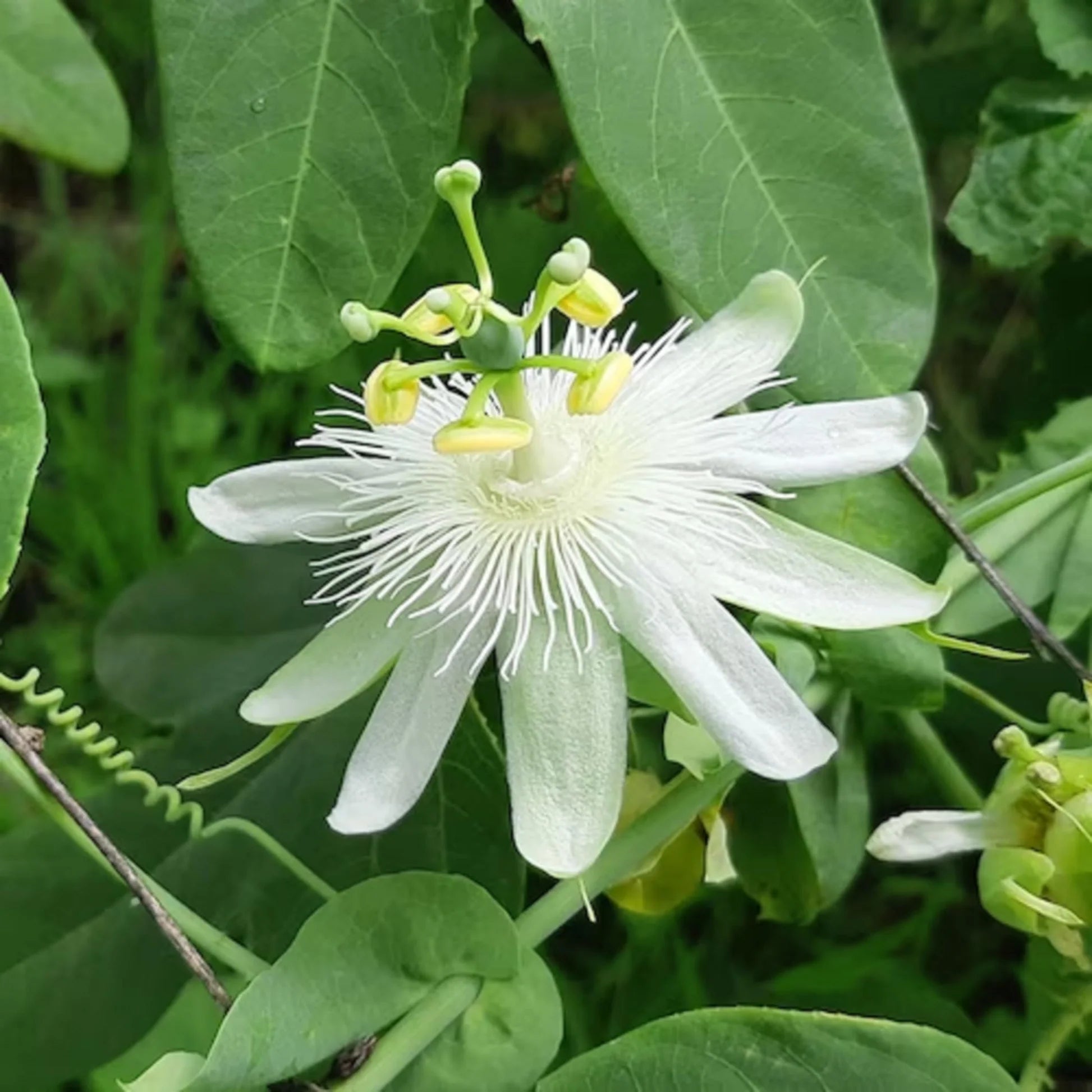 White Passiflora Flower Seeds for Planting  Ideal for Graceful Garden Blooms