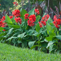 Canna plants with colorful flowers and broad foliage