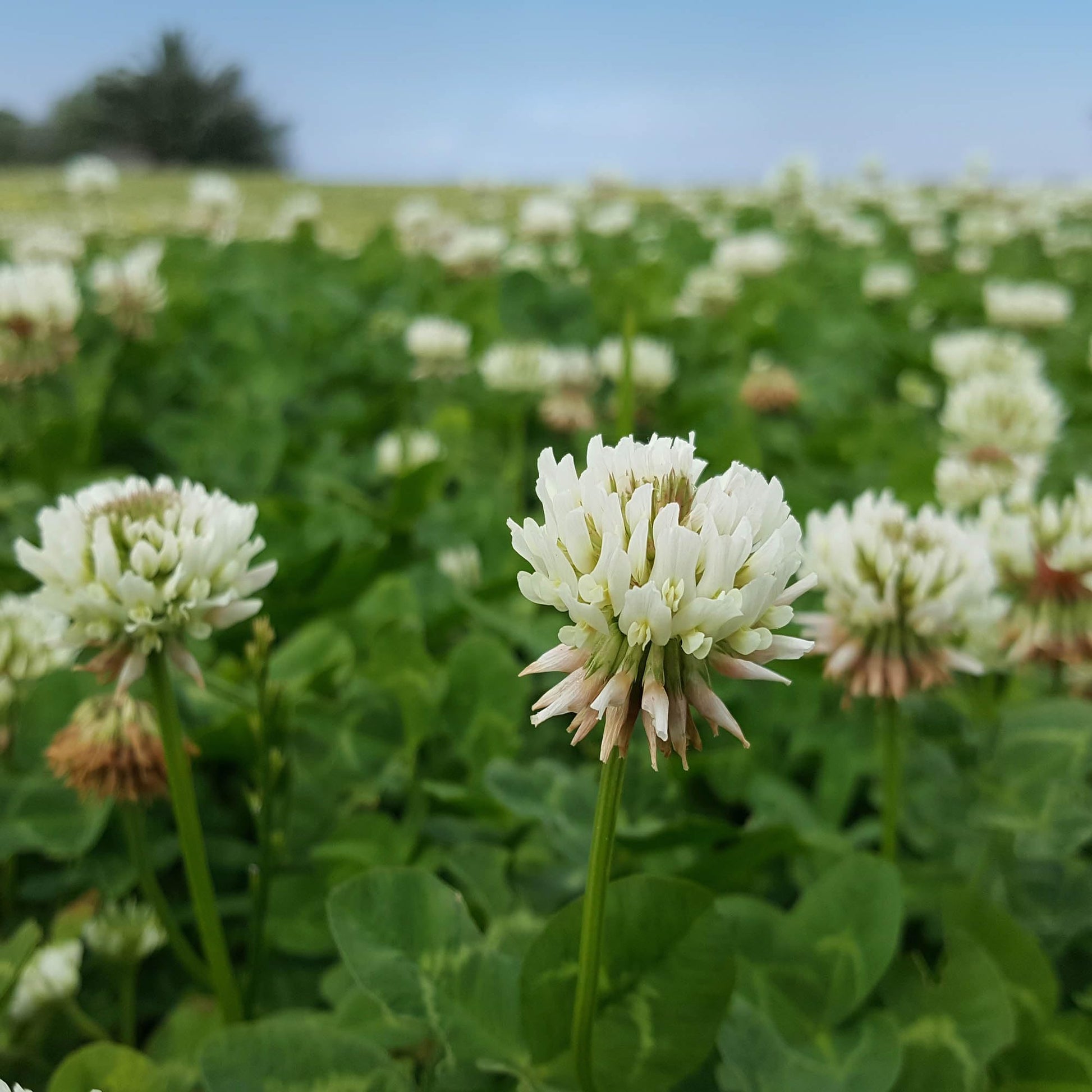 Dutch White Clover Nitro Coated Inoculated Seeds for Lawn and Ground Cover Planting