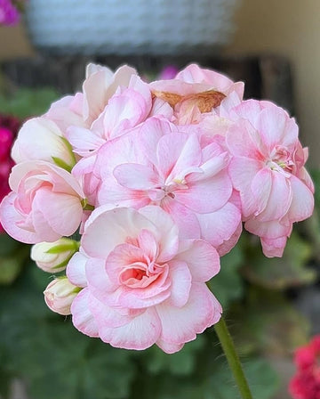 Pink Geranium Flores Perennial Flower Seeds for Planting Seasonal Bloomer Heirloom & GMO Free Seeds for Home Garden
 
 Sale