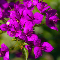 Bougainvillea Flower seeds for Planting - Compact Growth, Heirloom & GMO Free Seeds for Home Garden