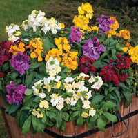 Mixed Erysimum Flower seeds for Planting - Shade Tolerant, Heirloom & GMO Free Seeds for Home Garden
 
 Sale seeds for planting in home garden