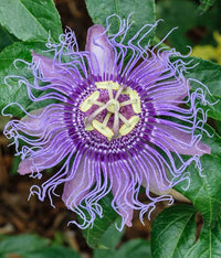 Light Violet Passion Flower Seeds for Planting Colorful Display Heirloom & GMO Free Seeds for Home Garden
 
 Sale
