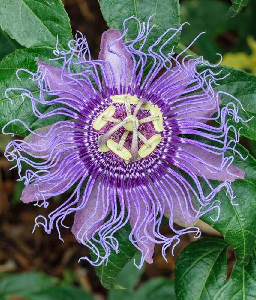 Passiflora Flower seeds for Planting Premium Quality Heirloom & GMO Free Seeds for Home Garden