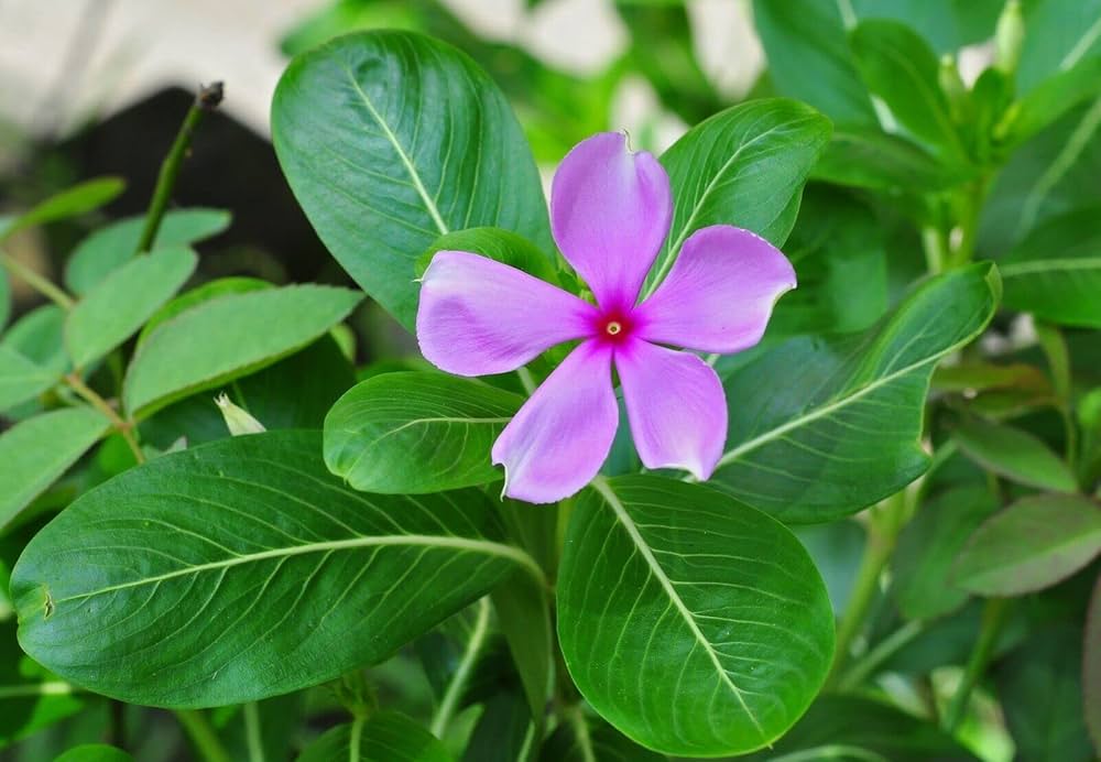Peach Vinca Flower Seeds – Delicate Color Annual for Warm Seasons