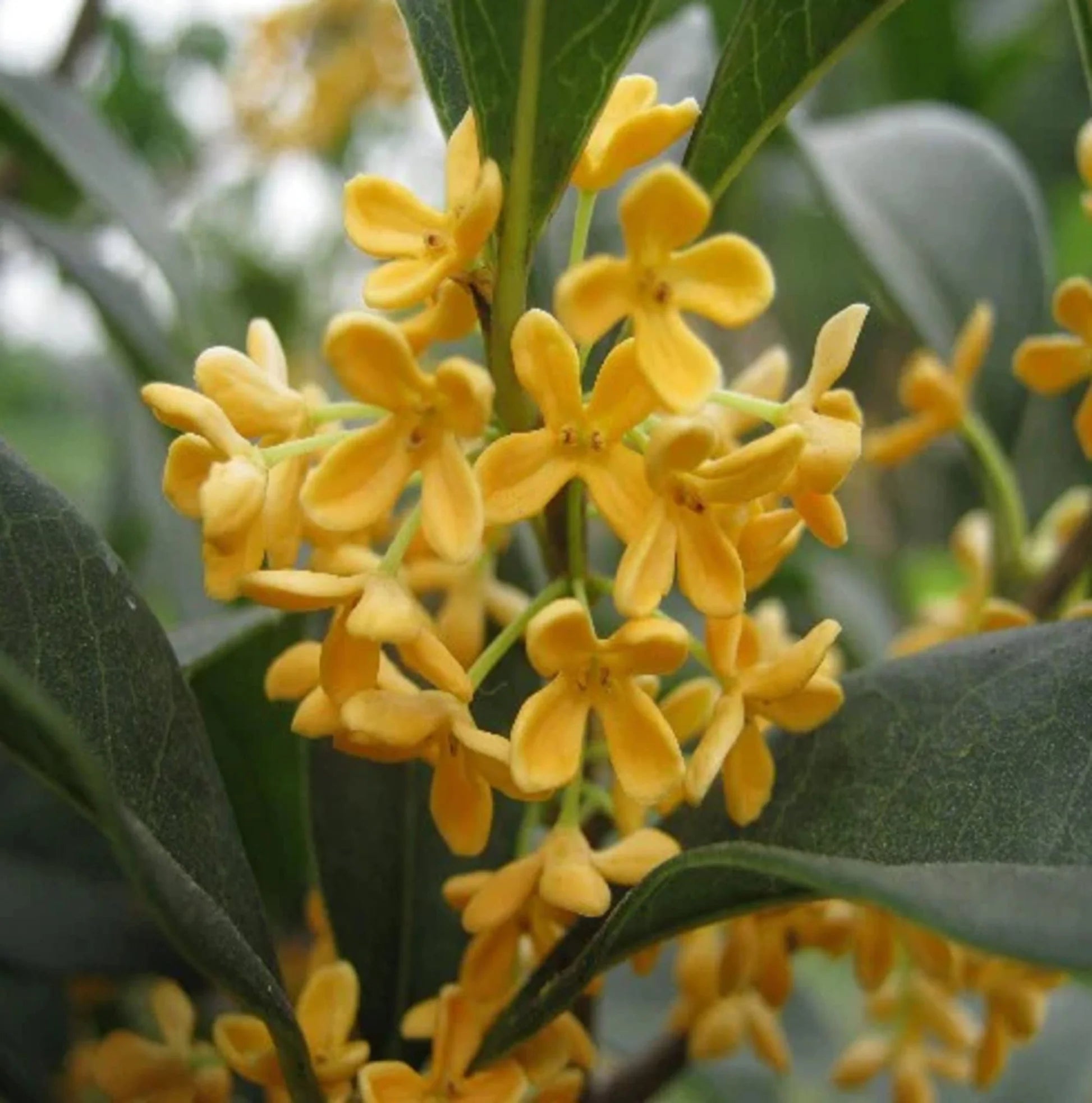 Osmanthus Flower seeds for Planting Colorful Display Heirloom & GMO Free Seeds for Home Garden