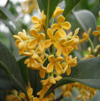 Osmanthus Flower seeds for Planting Colorful Display Heirloom & GMO Free Seeds for Home Garden