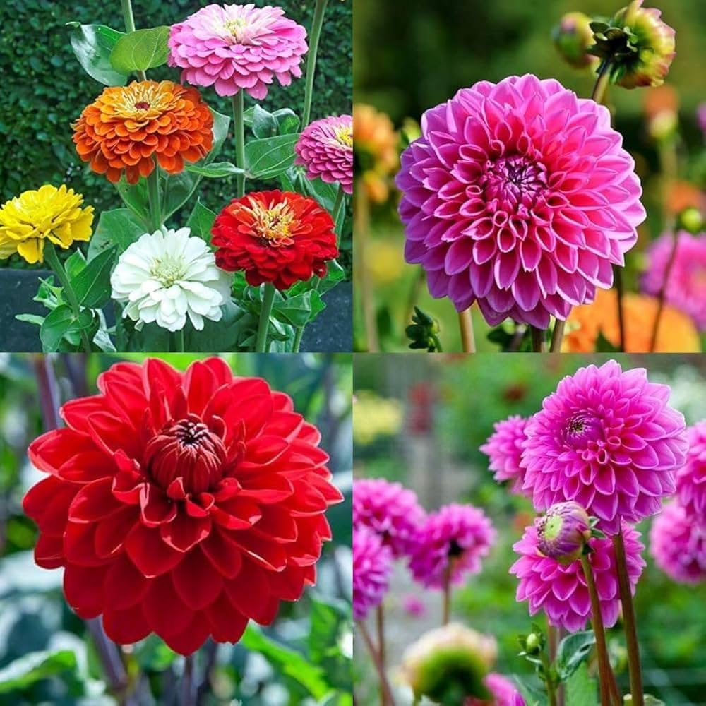 Mix Dahlia Pompon Seeds for Planting  Colorful Flower Garden Blooms, Easy to Grow in Spring