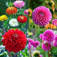 Mix Dahlia Pompon Seeds for Planting  Colorful Flower Garden Blooms, Easy to Grow in Spring