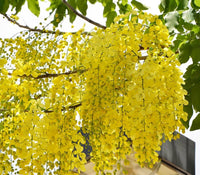 Light Yellow Crape Myrtle Tree Flower seeds for Planting - Long Bloom Season, Heirloom & GMO Free Seeds for Home Garden
 
 Sale