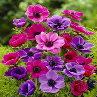 Anemone Flower seeds for Planting - Easy to Grow, Heirloom & GMO Free Seeds for Home Garden