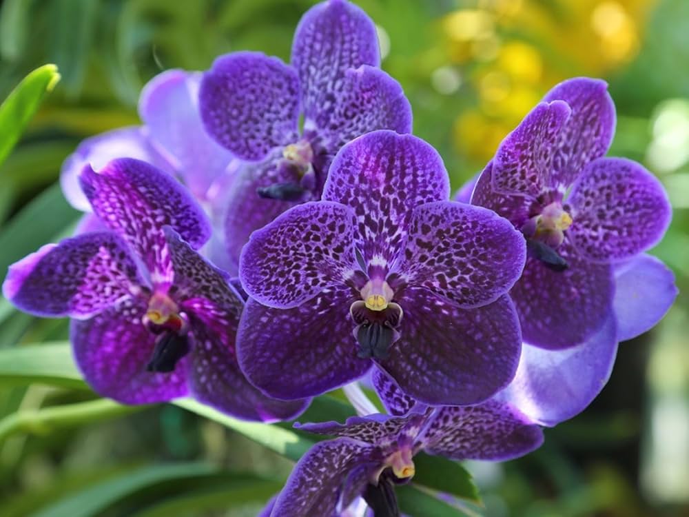 Blue Butterfly Orchid Flower seeds for Planting - Hardy Variety, Heirloom & GMO Free Seeds for Home Garden