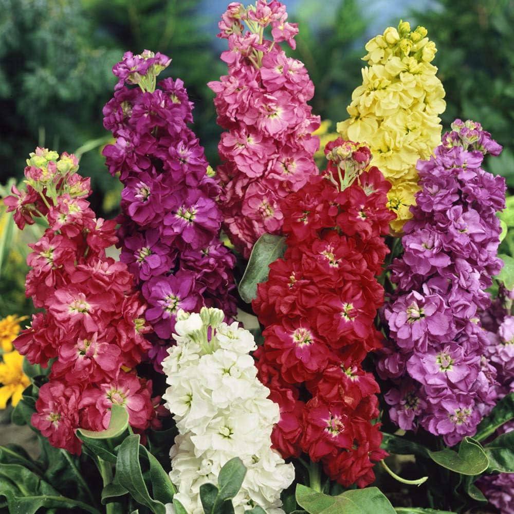Mix Matthiola Incana Flower Seeds for Planting Seasonal Bloomer Heirloom & GMO Free Seeds for Home Garden
 
 Sale