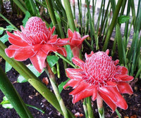 Torch Ginger Flower seeds for Planting Fragrant Blossoms Heirloom & GMO Free Seeds for Home Garden 
 
 Sale