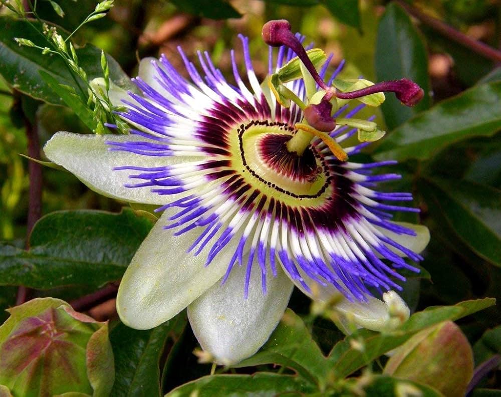 Passionflower Passiflora spp. Seeds for Planting - Great for Garden & Flower Bed