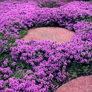 Creeping Thyme Planting Seeds  Perfect Ground Cover Flowers