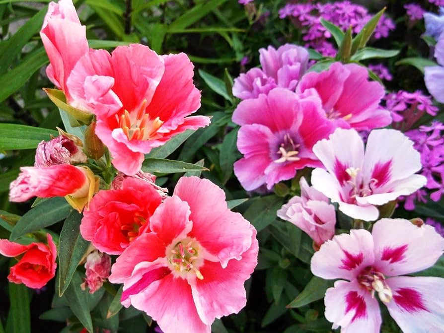 Mixed Godetia Grandiflora Monarch Flower seeds for Planting - Sun Loving, Heirloom & GMO Free Seeds for Home Garden