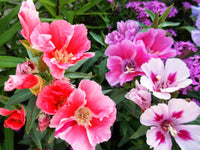Godetia Clarkia amoena Farewell to Spring seeds for planting in flower bed