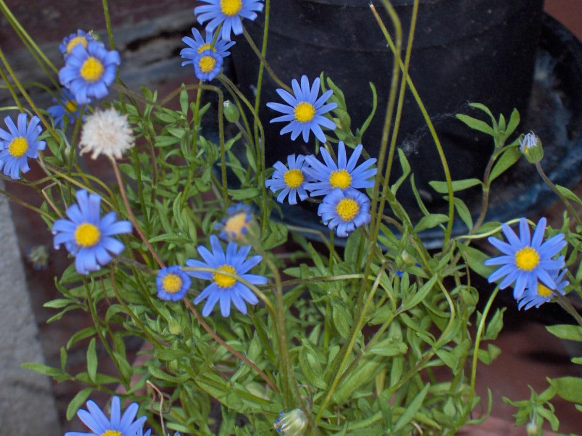 Blue Bellis Perennis Flower seeds for Planting - Hardy Variety, Heirloom & GMO Free Seeds for Home Garden