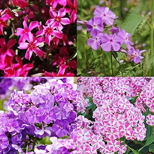 100 Pcs