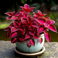 Pink Coleus Flower seeds for Planting Shade Tolerant Heirloom & GMO Free Seeds for Home Garden