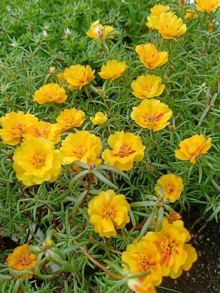 Moss Rose Yellow Seeds for Vibrant Yellow Moss Roses