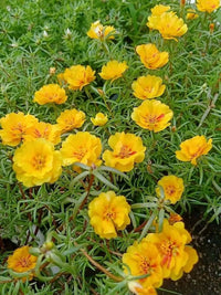 Moss Rose Yellow Seeds for Vibrant Yellow Moss Roses