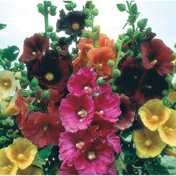 Hollyhock Alcea rosea for planting in backyard garden