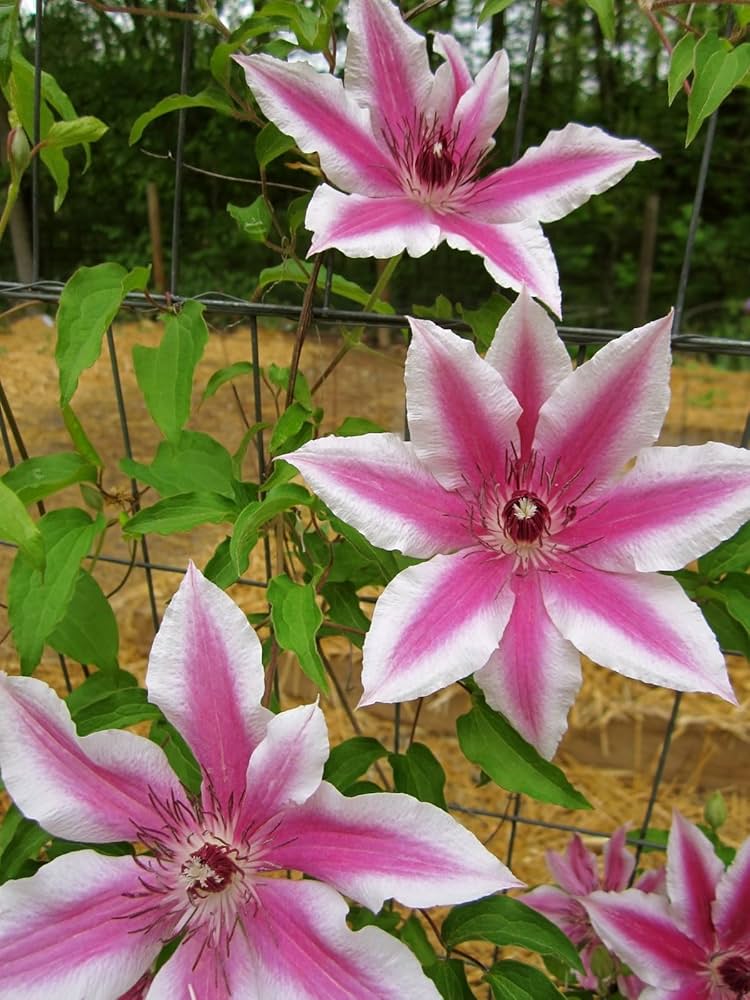Clematis flowering vine growing on a garden trellis