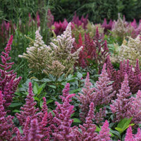 Green Astilbe Flower Seeds for Planting Fragrant Blossoms Heirloom & GMO Free Seeds for Home Garden
 
 Sale