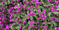 Gomphrena Higro Lila Seeds for Planting Heat-Tolerant Annual Flowers