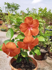 Orange Hibiscus Hibiscus rosa-sinensis Seeds for Planting for Flower Bed
