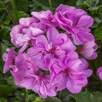 Purple Univalve Geranium Flower seeds for Planting Long Bloom Season Heirloom & GMO Free Seeds for Home Garden