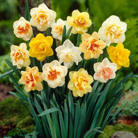 Jonquil Flower seeds for Planting - Easy to Grow, Heirloom & GMO Free Seeds for Home Garden