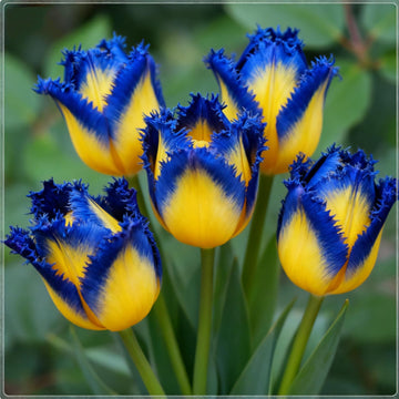 Colorful perennial tulip flowers growing in a decorative indoor container.