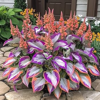 Hosta perennial plants with decorative green foliage