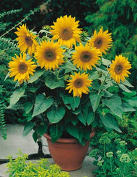 Sunflower Helianthus annuus mix for backyard and field