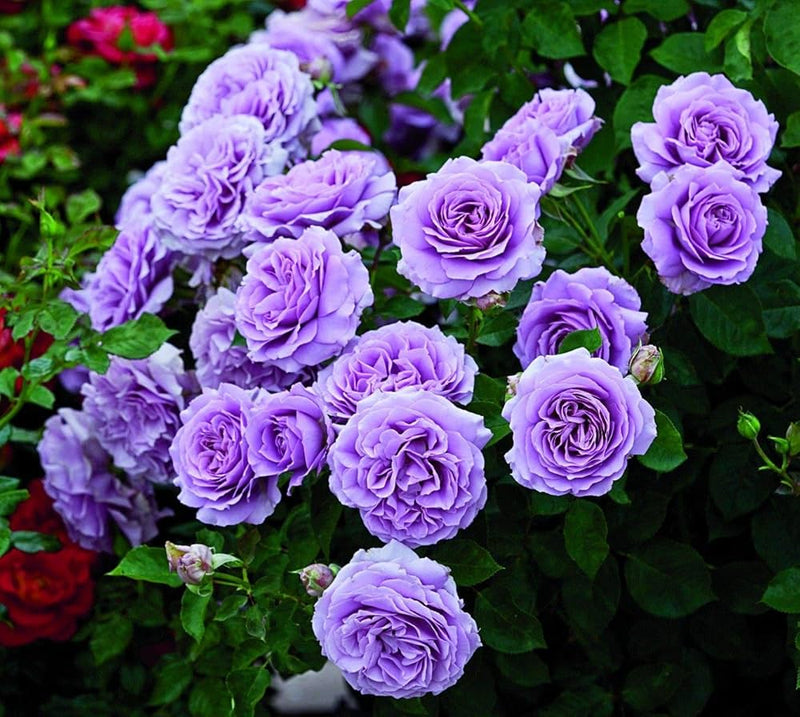Thick Violet Rose Seeds  Perfect for Planting