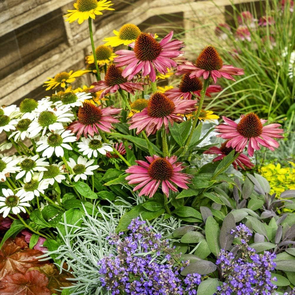Light Orange Echinacea Purpurea Seeds for planting in pollinator garden