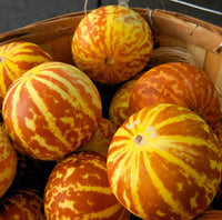 Tigger melon seeds for planting in home vegetable gardens
