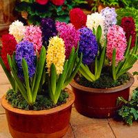 Mixed Hyacinth Flower seeds for Planting - Bright Blooms, Heirloom & GMO Free Seeds for Home Garden