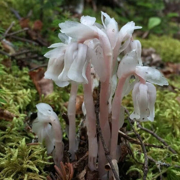 White Monotropa Uniflora Flower Seeds for Planting  Seed for Unique and Rare Blooms